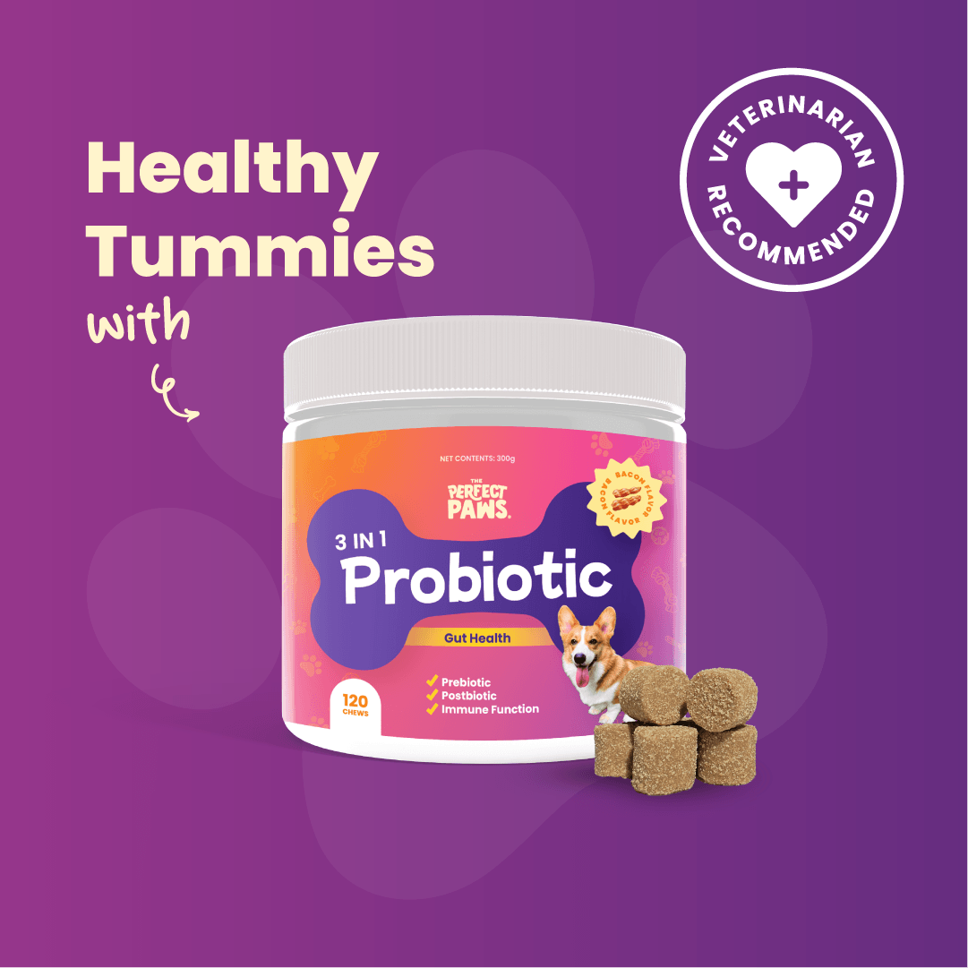 Buy The Perfect Paws 3 in 1 Probiotic Dog Supplements Probiotic Chews for Gut Health Immunity