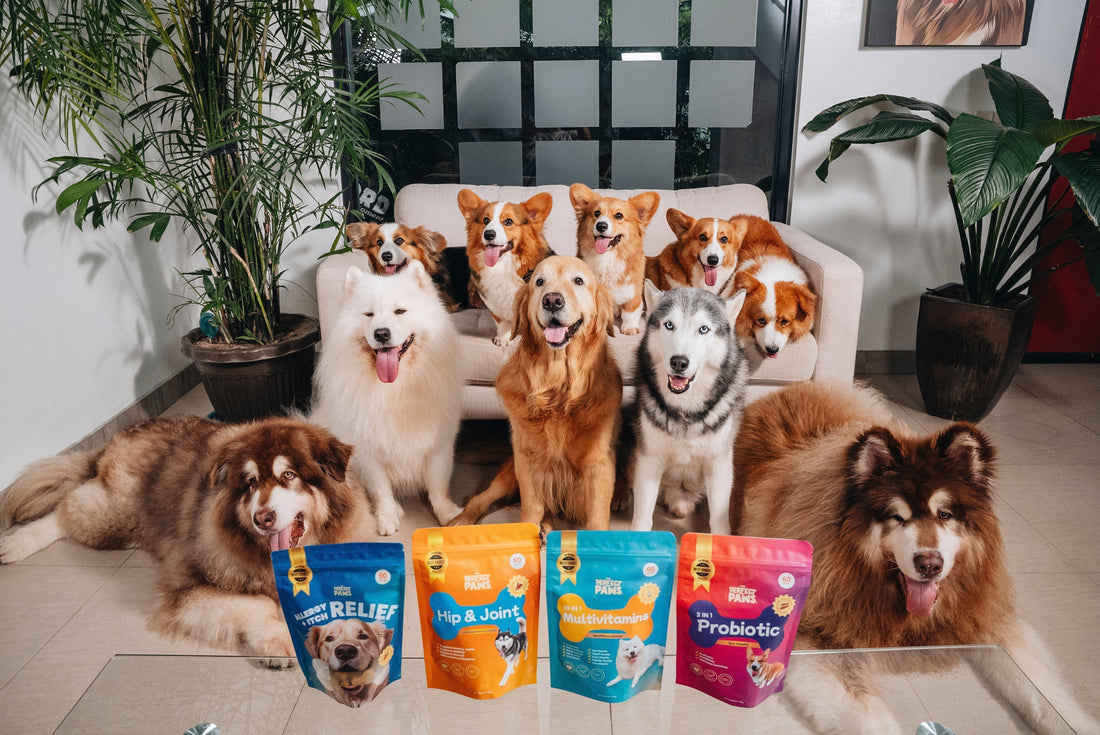 The Ultimate Guide to Dog Supplements: How to Choose the Best Vitamins for Your Dog