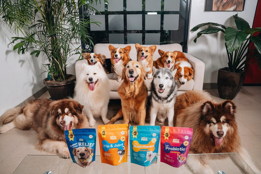 The Ultimate Guide to Dog Supplements: How to Choose the Best Vitamins for Your Dog