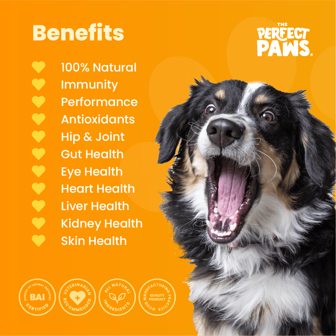 10-in-1 Multivitamin (30 chews) - The Perfect Paws