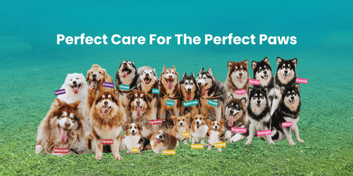 The Perfect Paws | Premium Dog Supplements