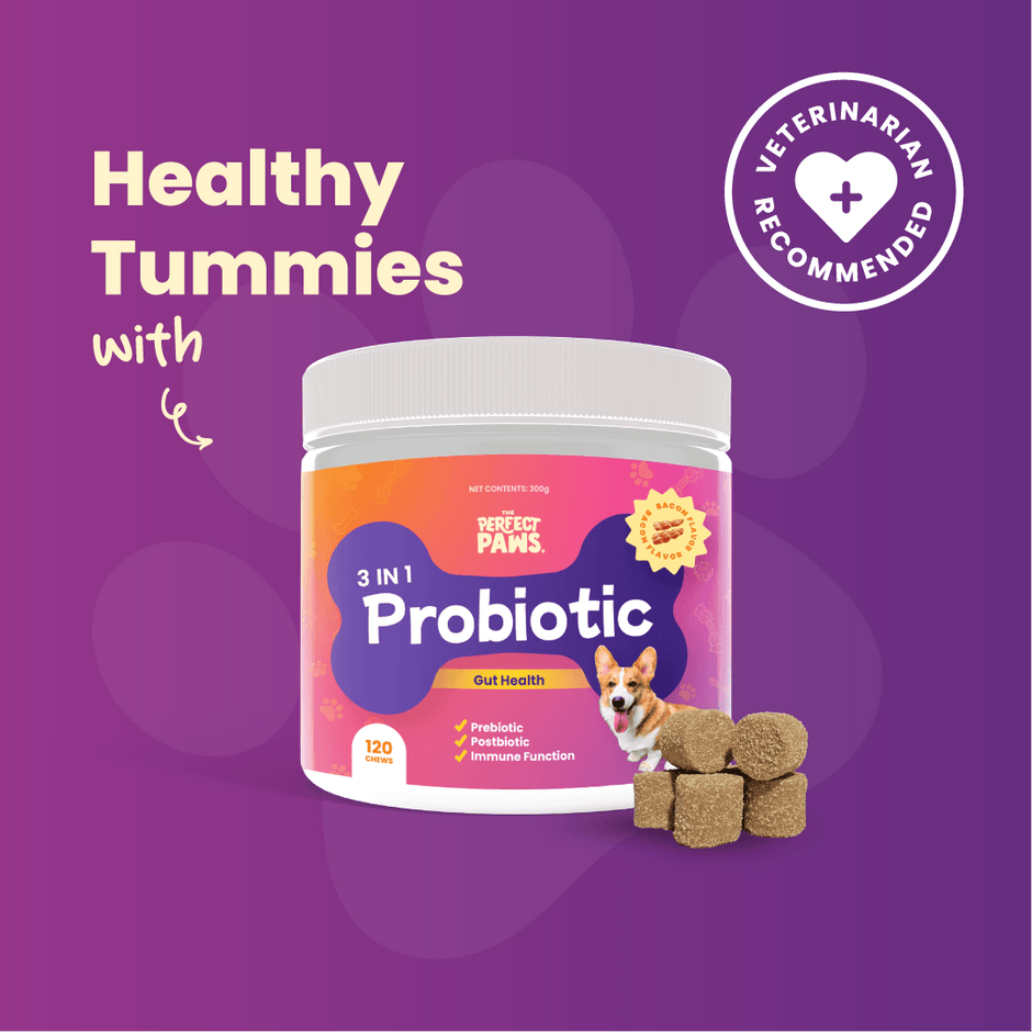 Probiotics For Dogs With Gas And Bloating photo